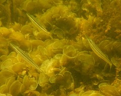 Sphyraena borealis
