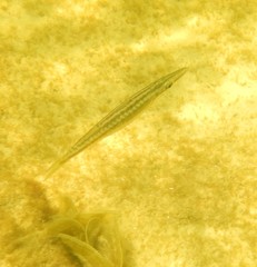 Sphyraena borealis
