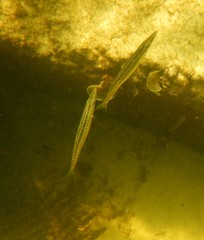 Sphyraena borealis