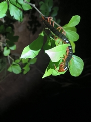 Scolopendra mutilans