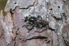 Laphria cinerea