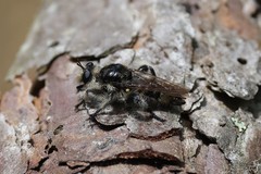 Laphria cinerea