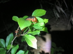Scolopendra mutilans