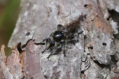 Laphria cinerea