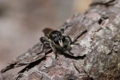 Laphria cinerea