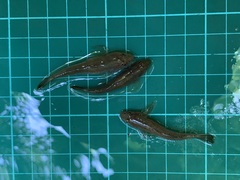 Rhinogobius candidianus