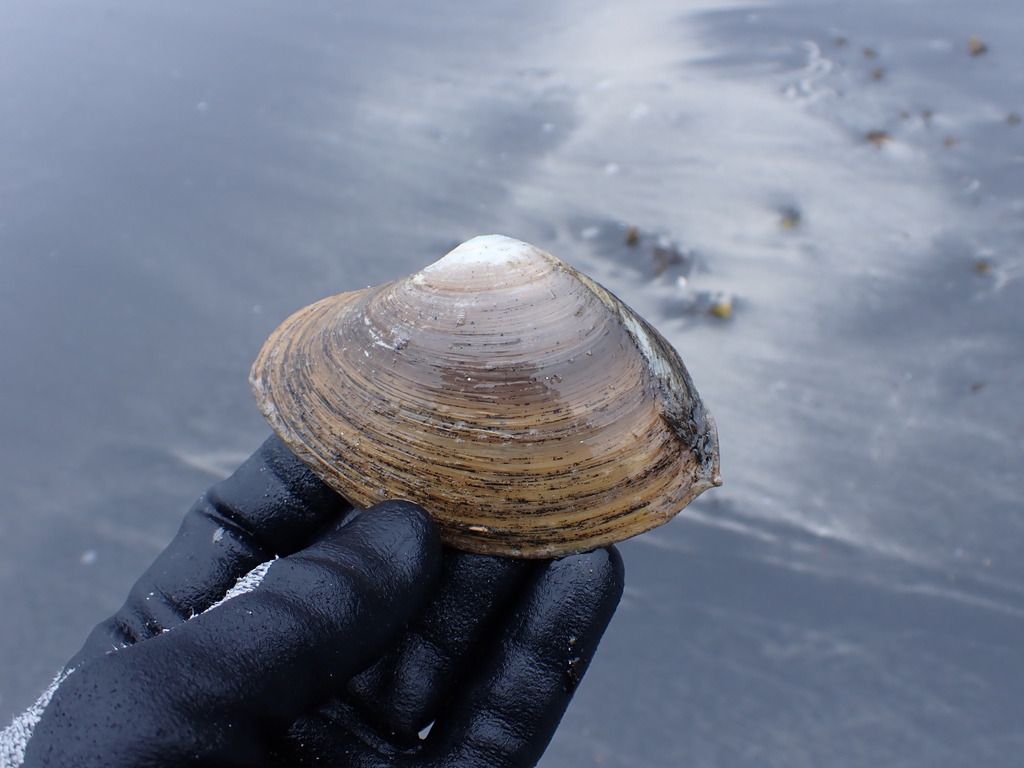 Arctic surfclam