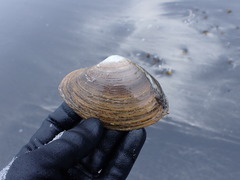 Mactromeris polynyma