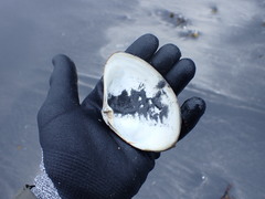 Mactromeris polynyma