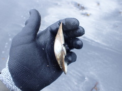 Mactromeris polynyma