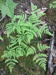 Gymnocarpium dryopteris