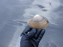 Mactromeris polynyma