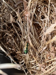 Buprestis viridisuturalis