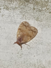 Bothriocera drakei