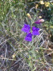 Penstemon heterophyllus australis