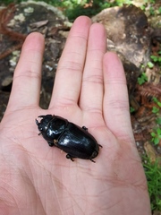 Dorcus hopei hopei