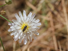 Acmaeodera hepburnii