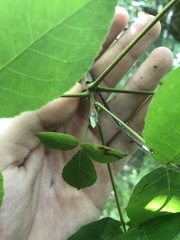 Carya carolinae-septentrionalis