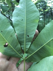 Carya carolinae-septentrionalis