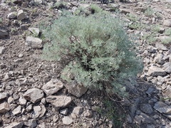 Artemisia rutifolia