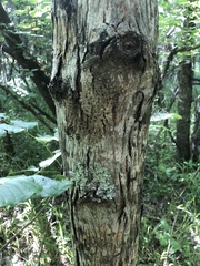 Carya carolinae-septentrionalis