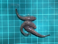 Rhinogobius candidianus