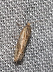 Eucosma cana