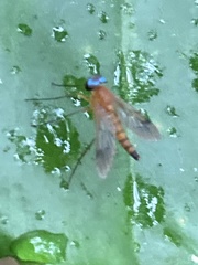 Chrysopilus ferruginosus