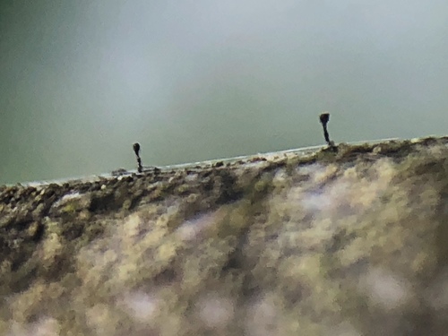 Phaeocalicium compressulum image