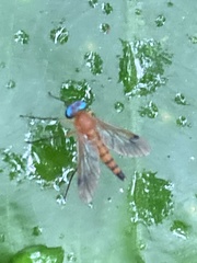 Chrysopilus ferruginosus