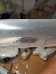 Trachelipus semiproiectus