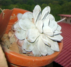 Echeveria laui