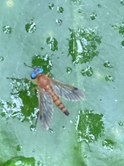 Chrysopilus ferruginosus