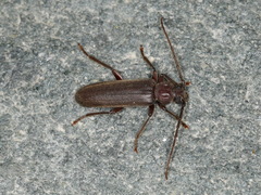 Arhopalus rusticus