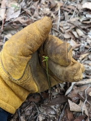 Genoplesium despectans