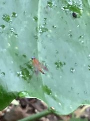 Chrysopilus ferruginosus