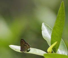 Tharsalea arota nubila