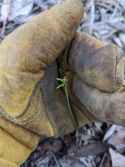 Genoplesium despectans
