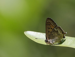 Tharsalea arota nubila