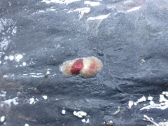 Notoplana sanguinea