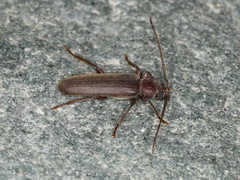 Arhopalus rusticus