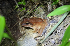Rana zhenhaiensis