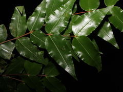 Mouriri myrtilloides