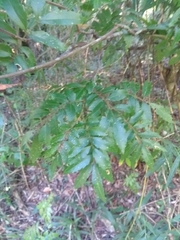 Diatenopteryx sorbifolia