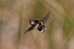 Bombylius varius