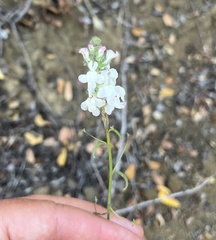 Sairocarpus coulterianus