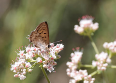 Tharsalea arota nubila