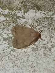 Bothriocera drakei