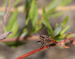 Rhynocoris ventralis