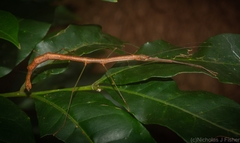 Candovia strumosa
